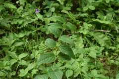 Vincetoxicum hirundinaria